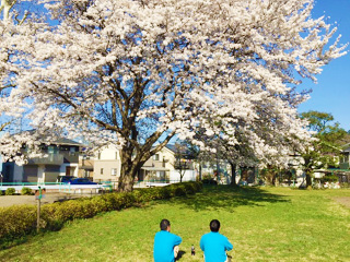 桜満開！！