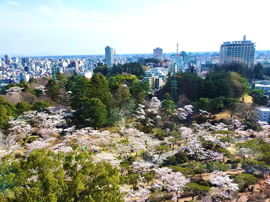 八幡山公園でお花見