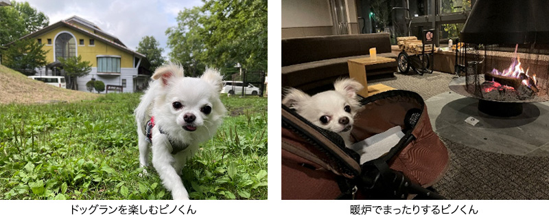 愛犬との夏休み